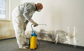 Trusted Combee Settlement, FL Mold Prevention & Removal  Experts